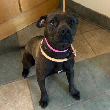 Jovie -  Mixed Breed Dog for Adoption in Chattanooga, Tennessee - Jovie | PetCurious