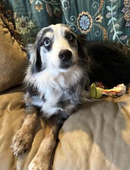Australian Shepherd Dogs Available for Adoption - Rooster | PetCurious