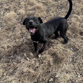 American Bully Dogs Available for Adoption - Coffey | PetCurious