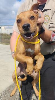 Rescue Chihuahua and Shepherd Dogs for Adoption in Belton, Texas - Teddy Bear* | PetCurious