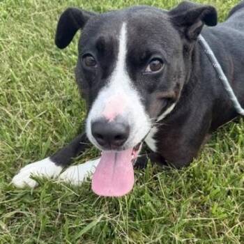 Sophia -  Labrador Retriever and Pit Bull Terrier Dog for Adoption in Bryan, Ohio - Sophia | PetCurious