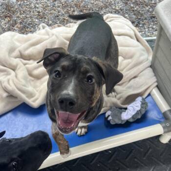 Mixed Breed Dogs Available for Adoption in Waynesville, North Carolina - Kimber | PetCurious
