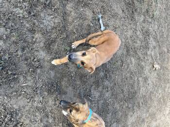 Rescue Hound Dogs for Adoption in Larkfield-wikiup, California - Little Bit | PetCurious