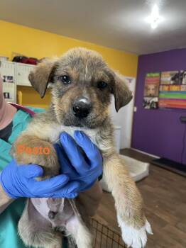 Siberian Husky Dogs Available for Adoption - Pesto | PetCurious