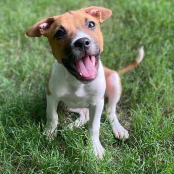 Shirley -  Hound and Jack Russell Terrier Dog for Adoption in Rock Hill, South Carolina - Shirley | PetCurious