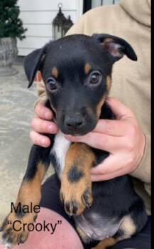 Australian Cattle Dog Blue Heeler and Coonhound Dogs Available for Adoption - Crooky | PetCurious