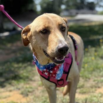 Dragonfly -  Husky and Shepherd Dog for Adoption in Columbia, South Carolina - Dragonfly | PetCurious