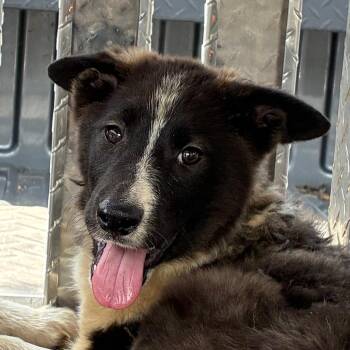 Pogo -  Border Collie Dog for Adoption in Bronson, Florida - Pogo | PetCurious