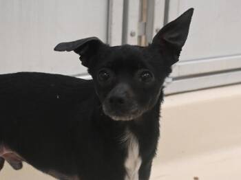 Chihuahua and American Hairless Terrier Dogs Available for Adoption in Portland, Oregon - Scout | PetCurious