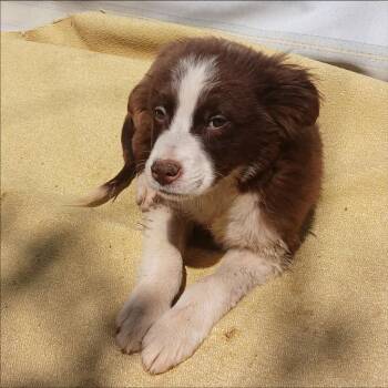 Spaniel and Brittany Spaniel Dogs Available for Adoption in Thompson Falls, Montana - Maury | PetCurious