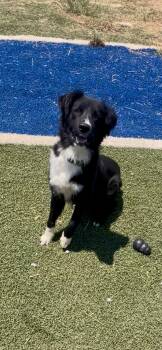 Stanley -  Border Collie and Black Labrador Retriever Dog for Adoption in Blanchard, Oklahoma - Stanley | PetCurious