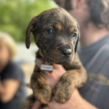 Pit Bull Terrier Dogs Available for Adoption - Reagan | PetCurious