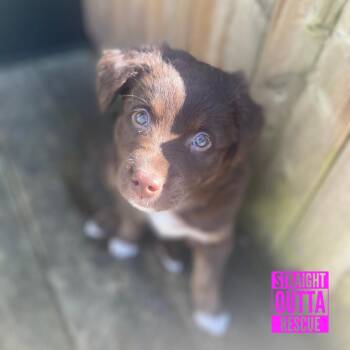 Shepherd Dogs Available for Adoption - Lanta | PetCurious