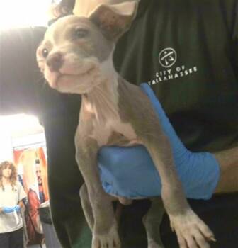 CODY -  Staffordshire Bull Terrier and Mixed Breed Dog for Adoption in Tallahassee, Florida - CODY | PetCurious