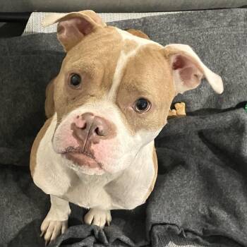 Sally -  Pit Bull Terrier and Mixed Breed Dog for Adoption in Binghamton, New York - Sally | PetCurious