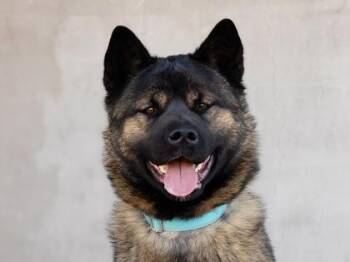 Bonnie -  Mixed Breed Dog for Adoption in Longmont, Colorado - Bonnie | PetCurious