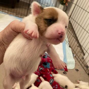 Chai -  Jack Russell Terrier Dog for Adoption in Allen, Texas - Chai | PetCurious
