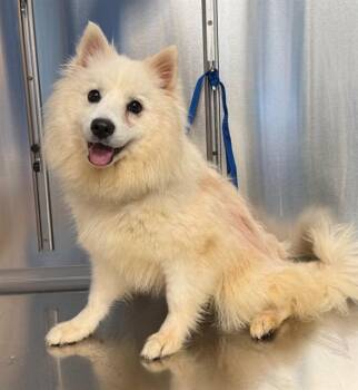 COOKIE -  American Eskimo Dog Dog for Adoption in Minneapolis, Minnesota - COOKIE | PetCurious