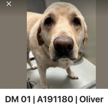 Oliver -  Yellow Labrador Retriever Dog for Adoption in Spring Hill, Kansas - Oliver | PetCurious