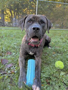 Rescue Pit Bull Terrier Dogs for Adoption in White Oak, Pennsylvania - Maizey | PetCurious