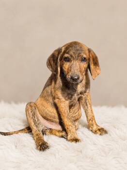 Yahtzee (m) -  Australian Shepherd Dog for Adoption in Nashville, Tennessee - Yahtzee (m) | PetCurious