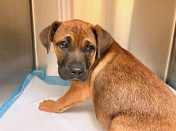Mastiff and Boxer Dogs Available for Adoption - HULK | PetCurious