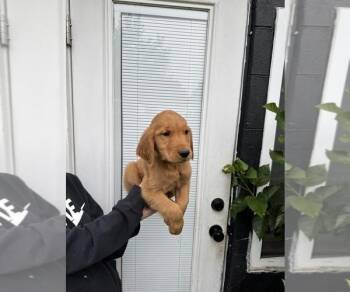 Diazy -  Golden Retriever Dog for Adoption in West Caldwell, New Jersey - Diazy | PetCurious