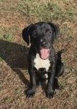 Labrador Retriever and Mixed Breed Dogs Available for Adoption in Rutherfordton, North Carolina - Almond Joy | PetCurious