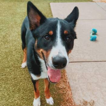 Jax -  Husky and Shepherd Dog for Adoption in Hays, Kansas - Jax | PetCurious