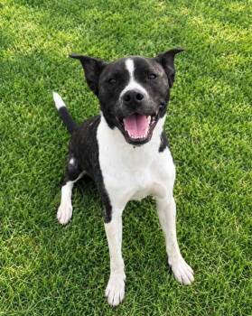 Elvis -  Pit Bull Terrier Dog for Adoption in Lagrange, Indiana - Elvis | PetCurious