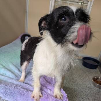 Punky -  Terrier Dog for Adoption in St. Augustine, Florida - Punky | PetCurious