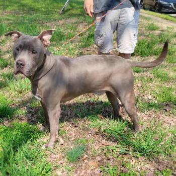 Pit Bull Terrier Dogs Available for Adoption - Blue | PetCurious