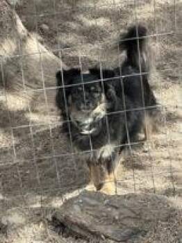 Daisy -  Papillon and Chihuahua Dog for Adoption in Madras, Oregon - Daisy | PetCurious