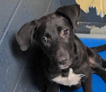 Rescue Black Labrador Retriever and Great Pyrenees Dogs for Adoption in Anniston, Alabama - Shyloh | PetCurious