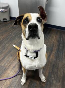 Boxer Dogs Available for Adoption - Meryl Streep | PetCurious