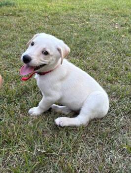 Pippa -  Labrador Retriever and Husky Dog for Adoption in Glocester, Rhode Island - Pippa | PetCurious