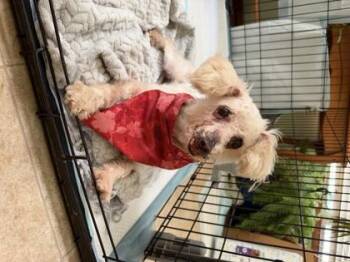 Scarecrow -  Poodle Dog for Adoption in Yellville, Arkansas - Scarecrow | PetCurious