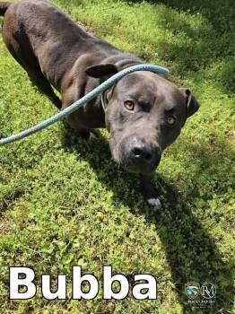 Pit Bull Terrier Dogs Available for Adoption in Rocky Mount, North Carolina - Bubba | PetCurious