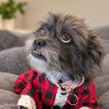 Umah D12495 -  Yorkshire Terrier and Poodle Dog for Adoption - Umah D12495 | PetCurious