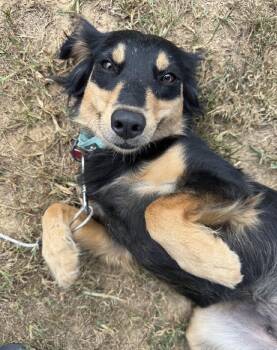 Teddi -  Australian Shepherd Dog for Adoption in Franklin, Tennessee - Teddi | PetCurious
