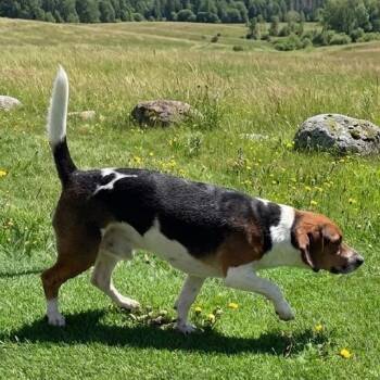 Chihuahua and Beagle Dogs Available for Adoption in Pittsfield, Illinois - Joey | PetCurious
