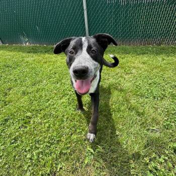 Echo -  Cattle Dog and Husky Dog for Adoption in West Jefferson, Ohio - Echo | PetCurious