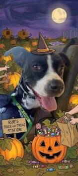 Rue -  Pit Bull Terrier and Boston Terrier Dog for Adoption in Hatfield, Pennsylvania - Rue | PetCurious