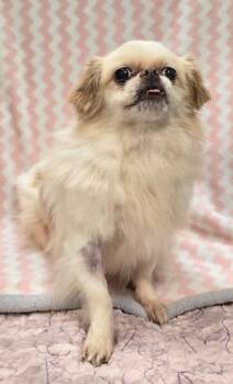 Gerdie -  Pekingese and Mixed Breed Dog for Adoption in Murphysboro, Illinois - Gerdie | PetCurious