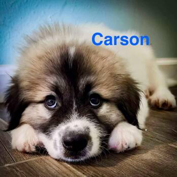 Rescue Great Pyrenees Dogs for Adoption in Austin, Texas - Carson | PetCurious