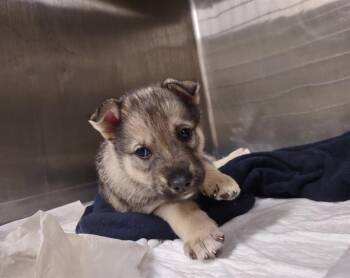 KING -  Husky and Mixed Breed Dog for Adoption in Anchorage, Alaska - KING | PetCurious