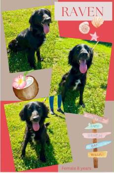 Raven -  Collie and Mixed Breed Dog for Adoption in Blountville, Tennessee - Raven | PetCurious