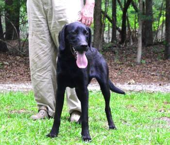 Beau -  Labrador Retriever Dog for Adoption in Willingboro, New Jersey - Beau | PetCurious