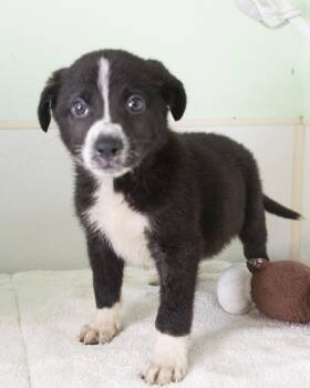Tristin -  Border Collie Dog for Adoption in Bedford, Indiana - Tristin | PetCurious