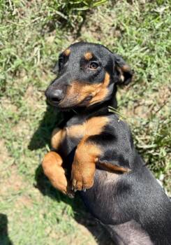 Vixen -  Basset Hound and Dachshund Dog for Adoption - Vixen | PetCurious